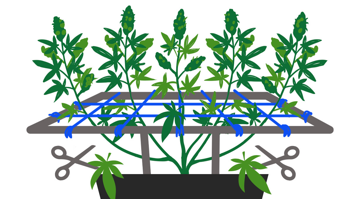 SCROG vs SOG: Qual è Il Migliore Per Le Tue Autofiorenti? - Semi di ...