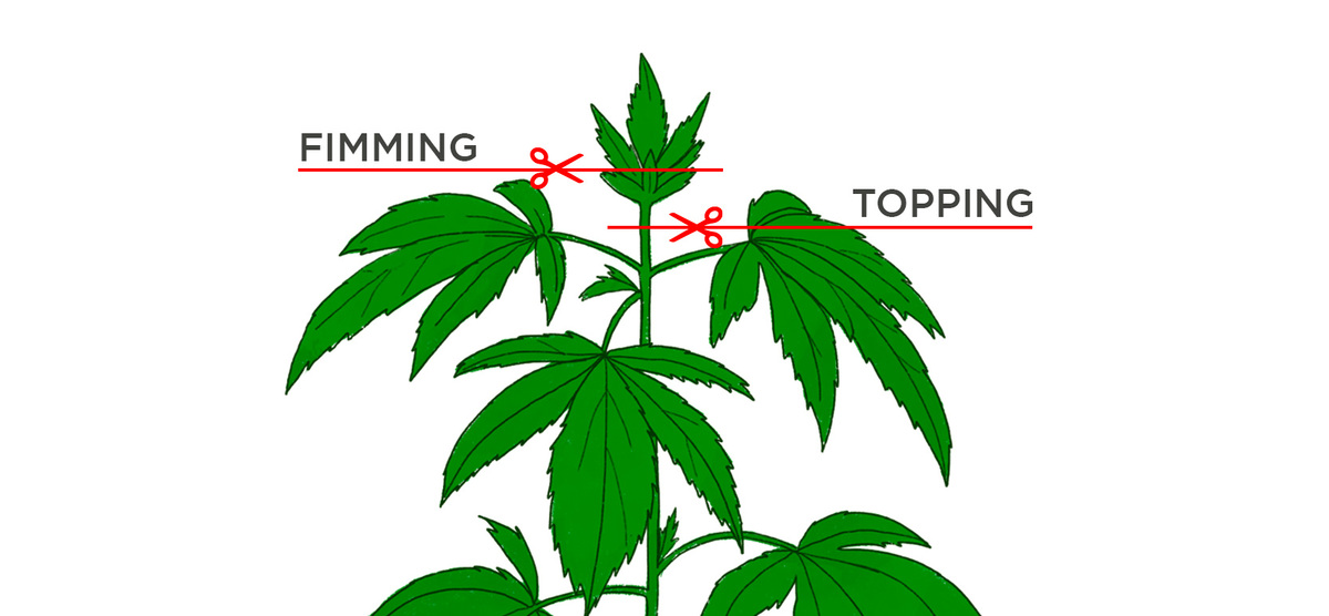 Tout savoir sur le Fimming des plantes de cannabis autofloraison - Fast ...